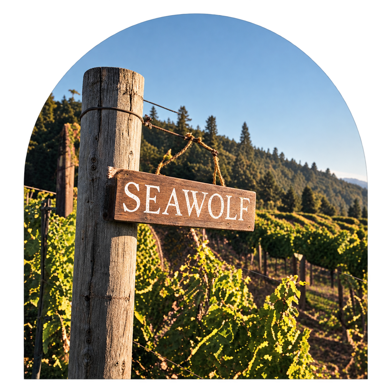Couple walking dog in vineyard
