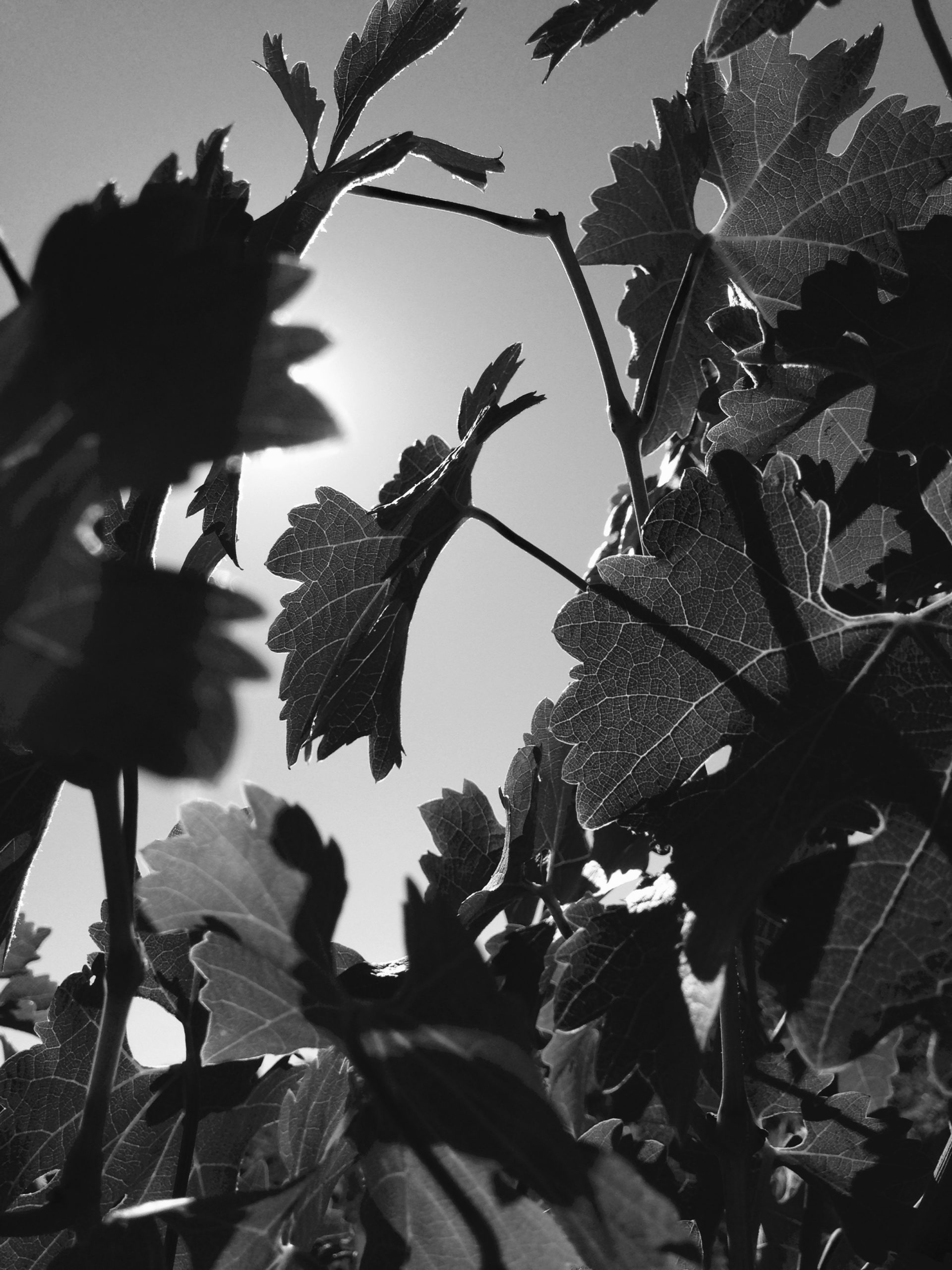 Vineyard